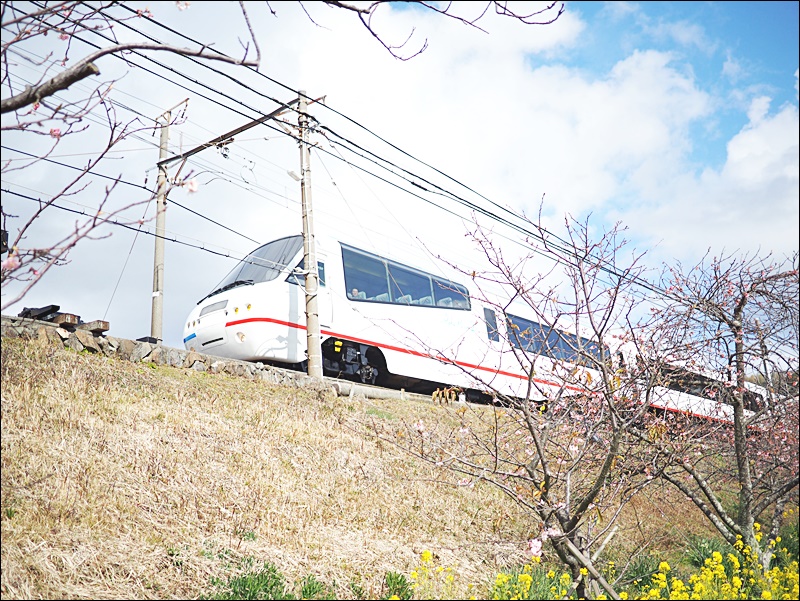 河津一日遊 