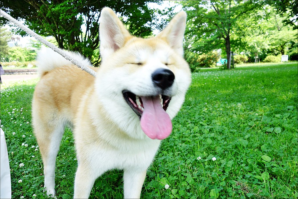 秋田犬會館